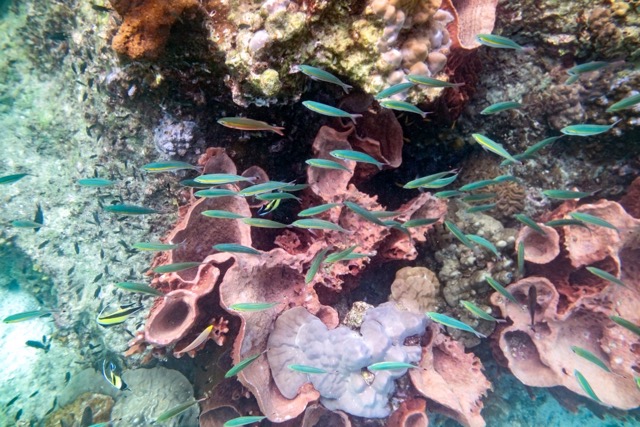 Koh Lipe Shared Island Hopping and Snorkeling Tour Inside Zone